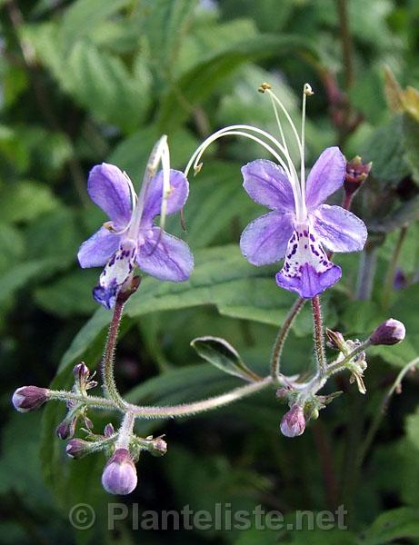 Caryopteris divaricata - Click for next image