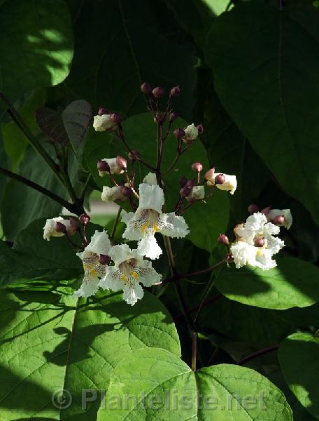 Catalpa speciosa - Click for next image