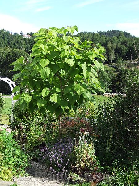 Catalpa speciosa - Click for next image