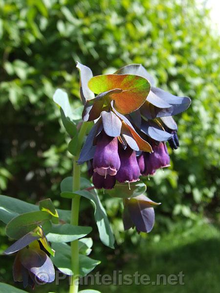 Cerinthe major 'Purpurascens' - Click for next image