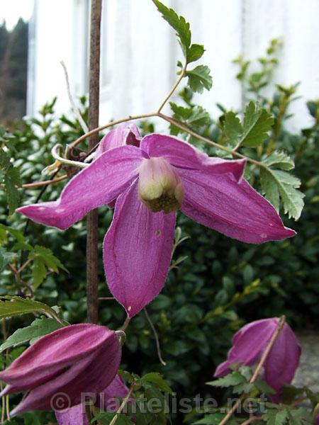 Clematis aff. ochotensis ssp. fusijamana - Click for next image