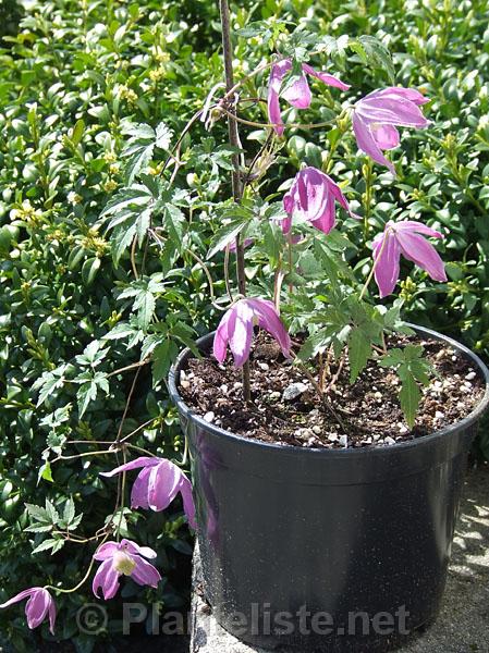 Clematis aff. ochotensis ssp. fusijamana - Click for next image