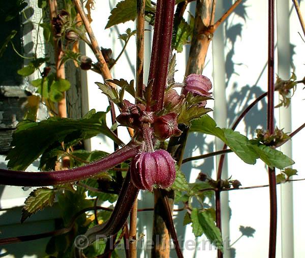 Clematis ranunculoides - Click for next image