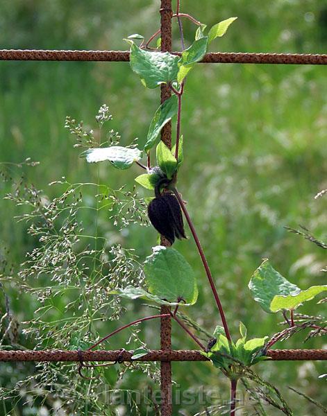 Clematis fusca - Click for next image