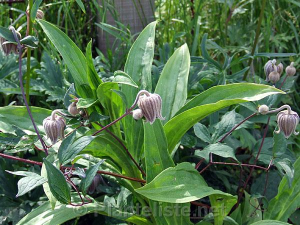 Clematis fusca - Click for next image