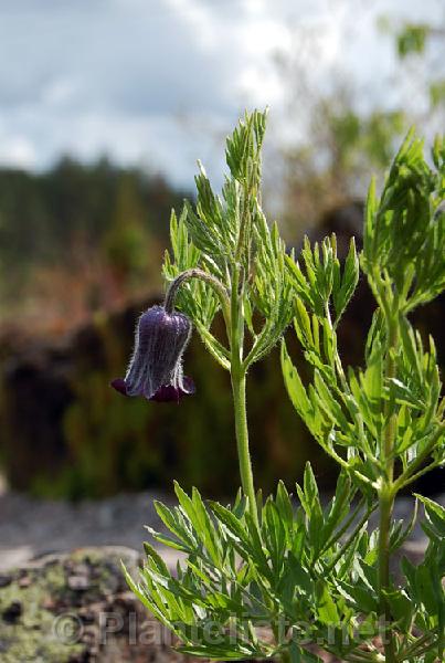 Clematis hirsutissima - Click for next image