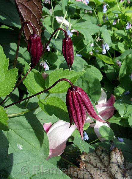 Clematis koreana - Click for next image