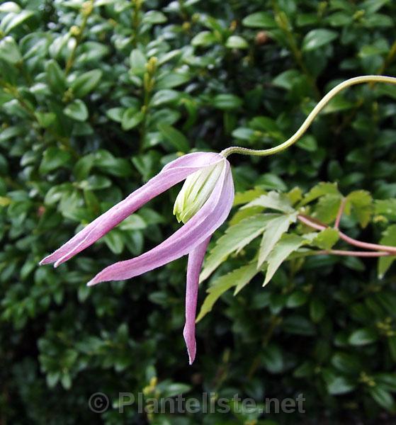 Clematis ochotensis x alpina - Click for next image