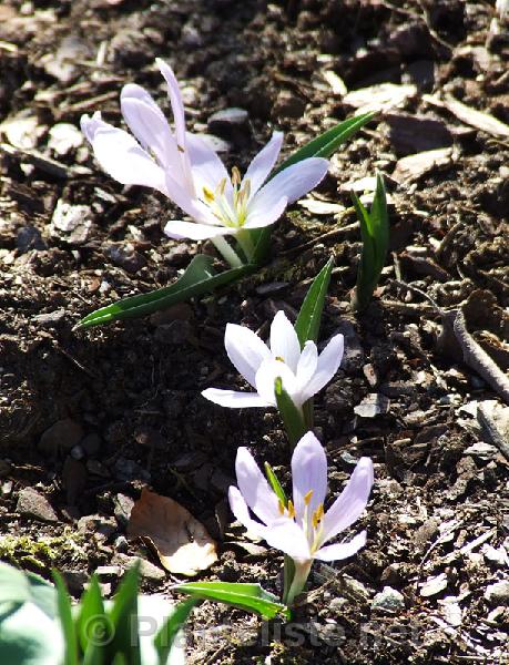 Colchicum hungaricum - Click for next image