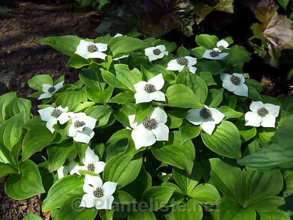 Cornus canadensis - Click for next image