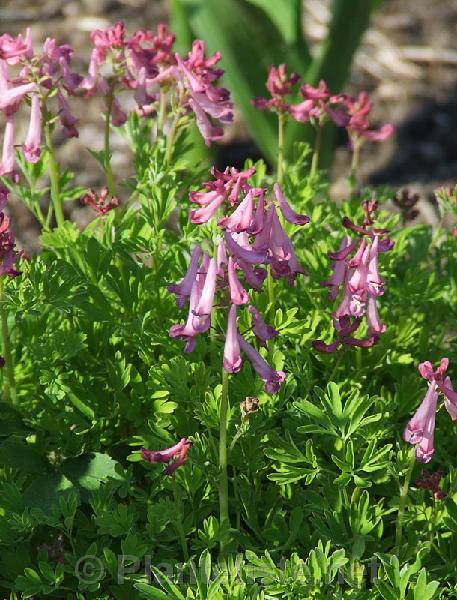 Corydalis buschii - Click for next image