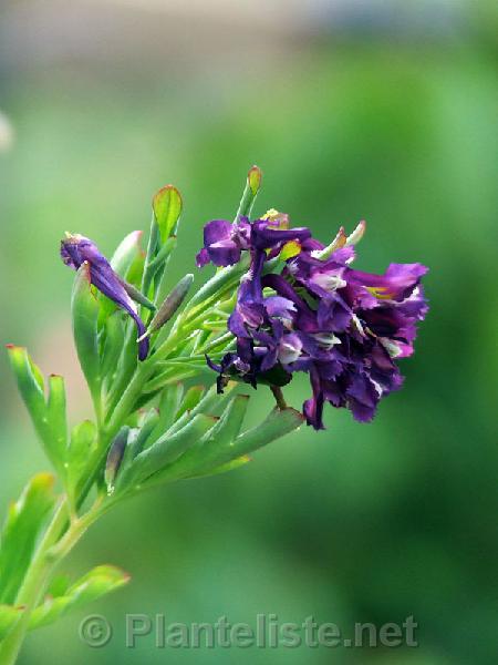 Corydalis capitata - Click for next image