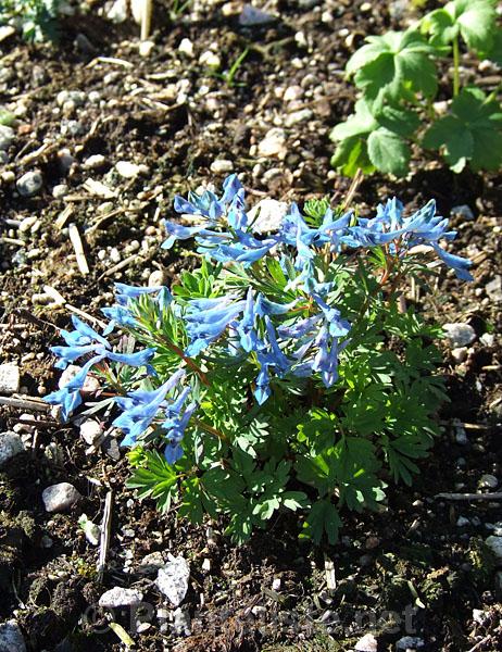 Corydalis cashmeriana - Click for next image