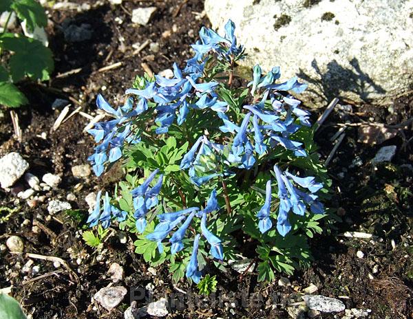 Corydalis cashmeriana - Click for next image