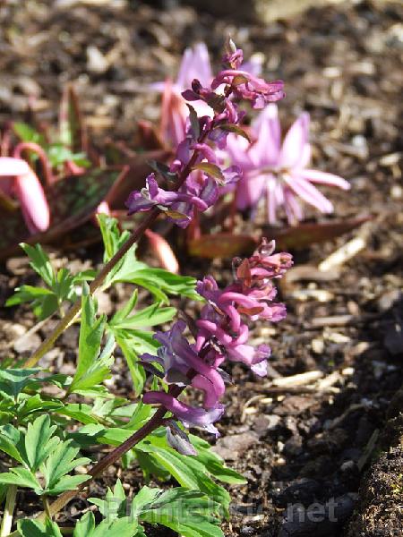 Corydalis cava - Click for next image