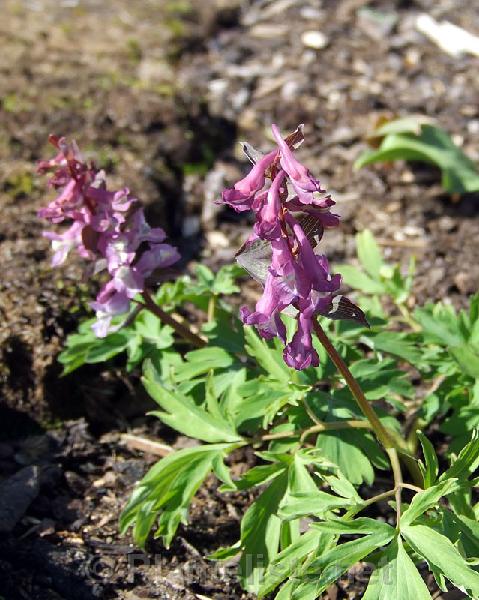 Corydalis cava - Click for next image