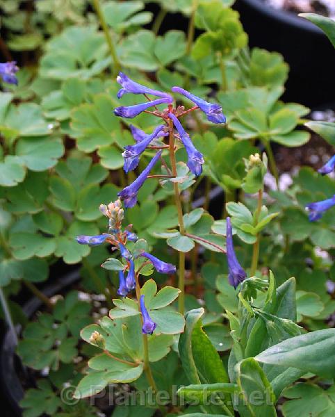 Corydalis elata - Click for next image