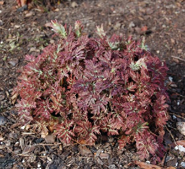 Corydalis ellipticarpa - Click for next image