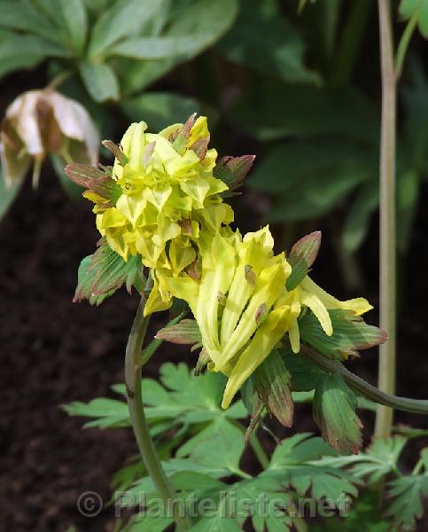 Corydalis ellipticarpa - Click for next image