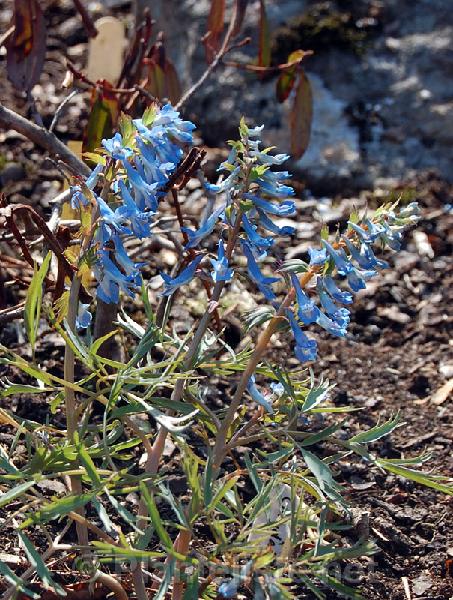 Corydalis fumariifolia - Click for next image