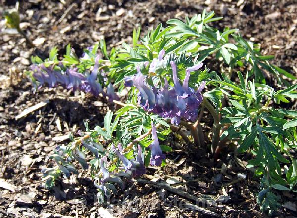 Corydalis fumariifolia - Click for next image