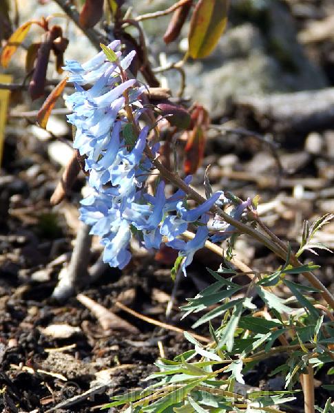 Corydalis fumariifolia - Click for next image
