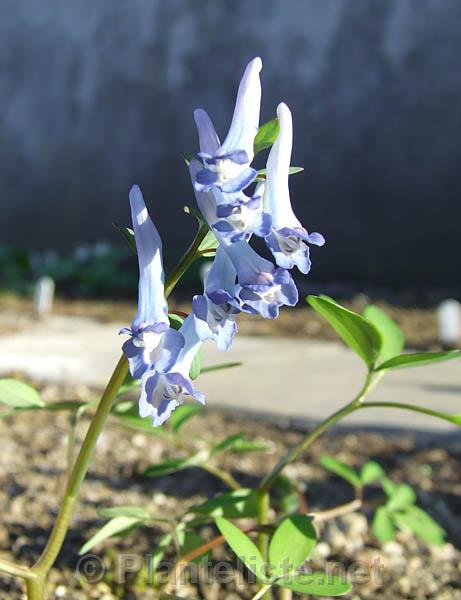 Corydalis fumariifolia - Click for next image