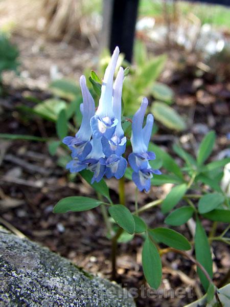 Corydalis fumariifolia - Click for next image