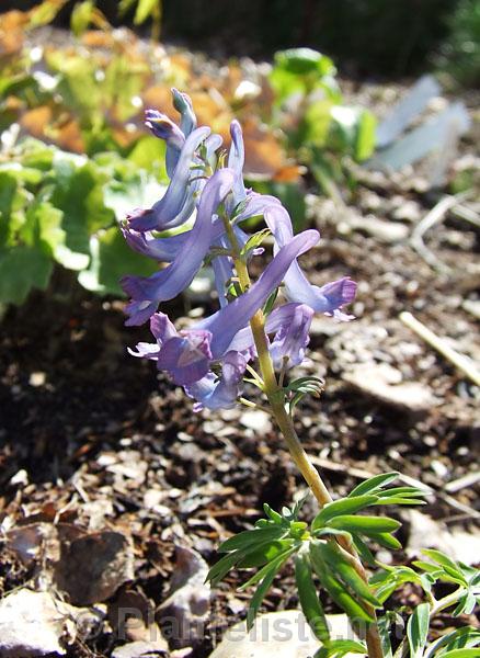 Corydalis fumariifolia - Click for next image