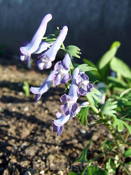 Corydalis fumariifolia - Click for next image