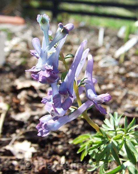 Corydalis fumariifolia - Click for next image