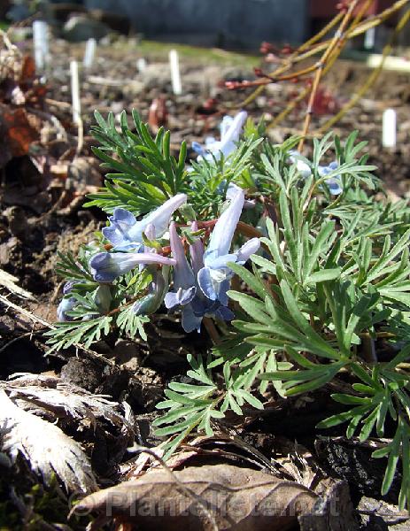 Corydalis fumariifolia - Click for next image