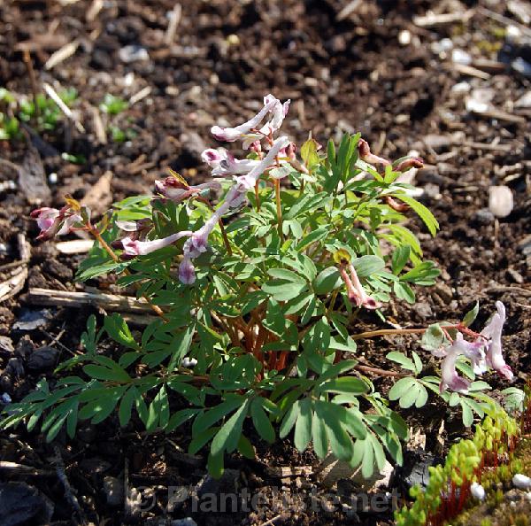 Corydalis glaucescens 'Early Beauty' - Click for next image