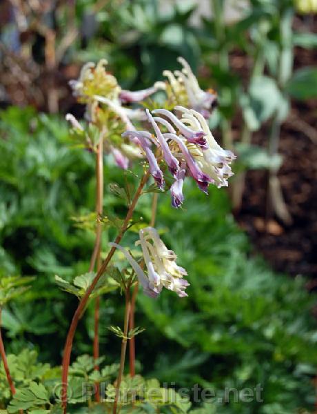 Corydalis hybrid - Click for next image