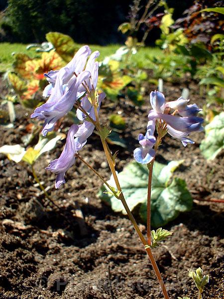 Corydalis linstowiana - Click for next image