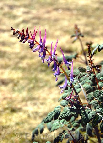 Corydalis mucronata - Click for next image