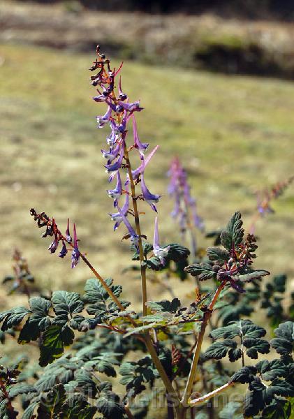 Corydalis mucronata - Click for next image