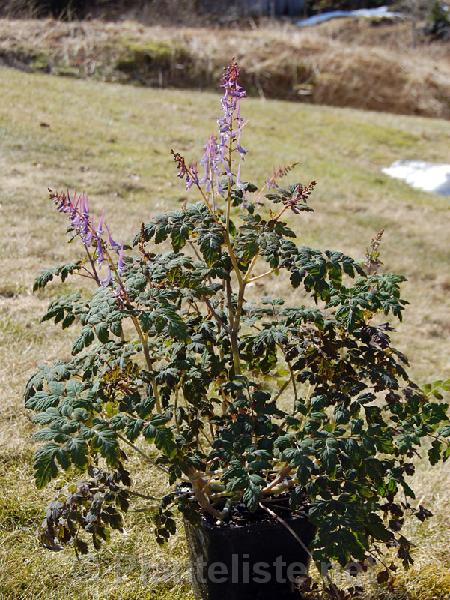 Corydalis mucronata - Click for next image