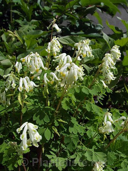 Corydalis ochroleuca - Click for next image