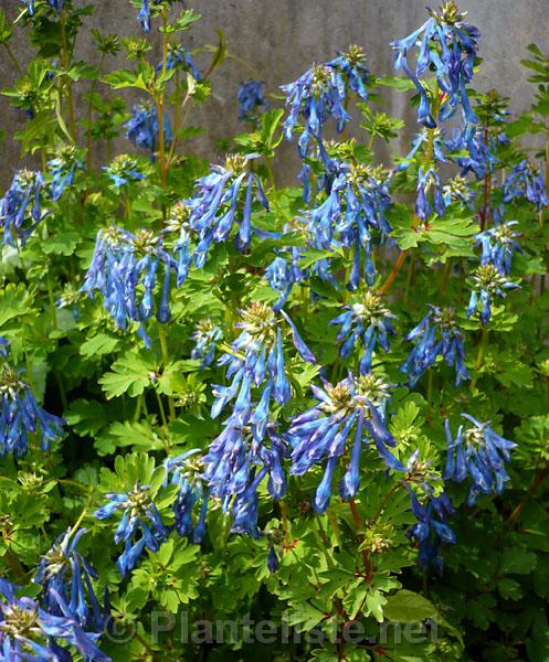 Corydalis omeiana (syn. C. elata) - Click for next image