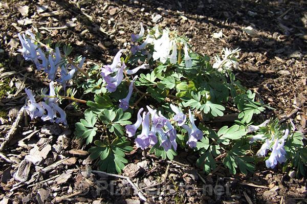 Corydalis ornata - Click for next image