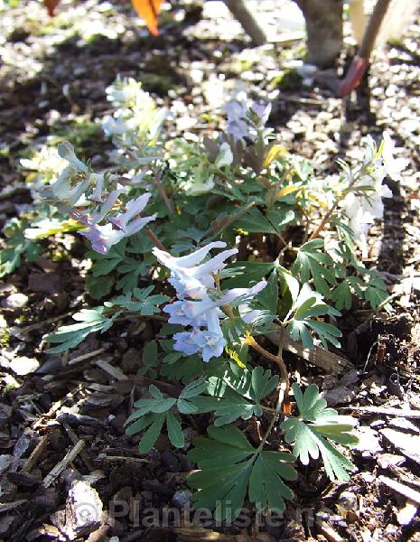 Corydalis ornata - Click for next image