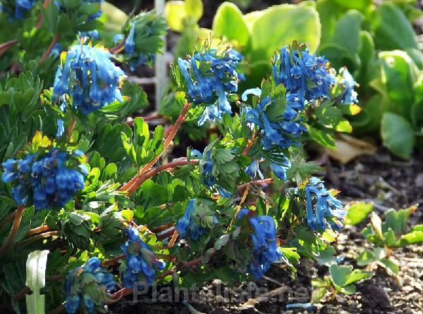 Corydalis panda - Click for next image