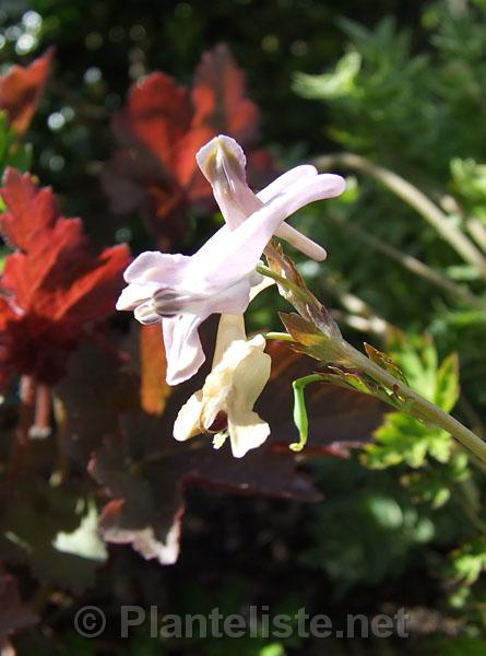 Corydalis petrophila - Click for next image