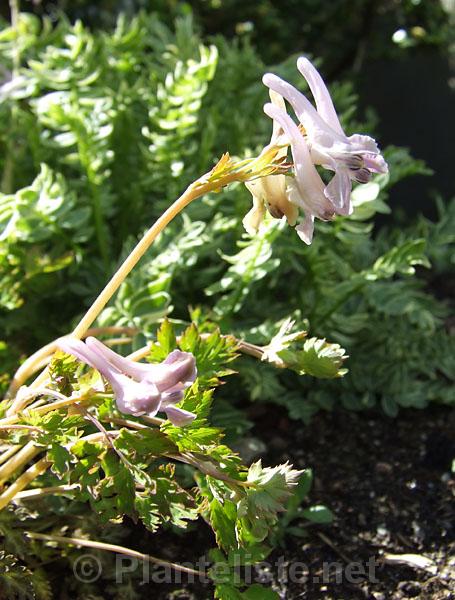 Corydalis petrophila - Click for next image