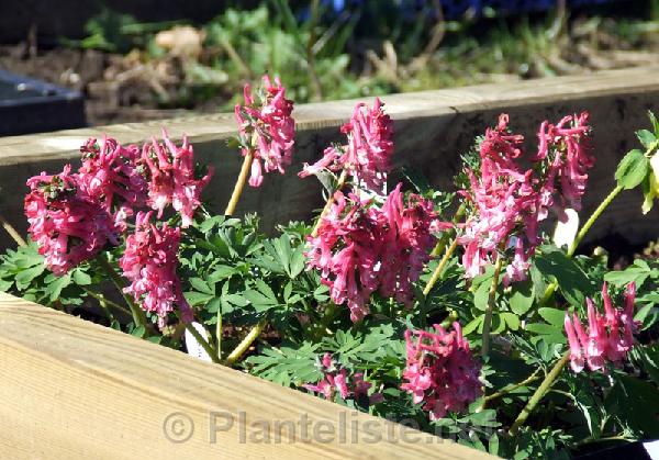 Corydalis solida 'Beth Evans' - Click for next image