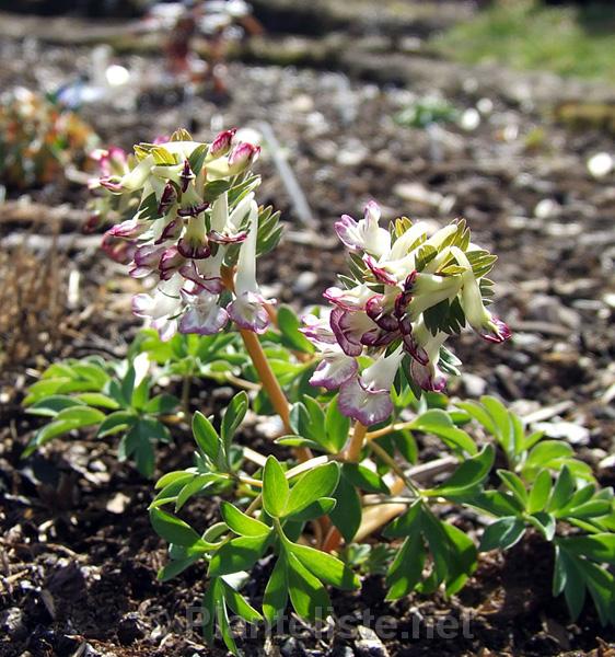 Corydalis solida 'Frodo' - Click for next image