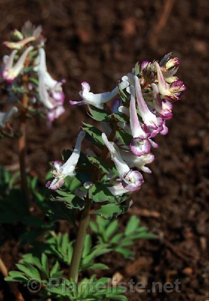 Corydalis solida 'Frodo' - Click for next image