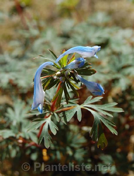 Corydalis sp. nov. ex Hailuogou - Click for next image