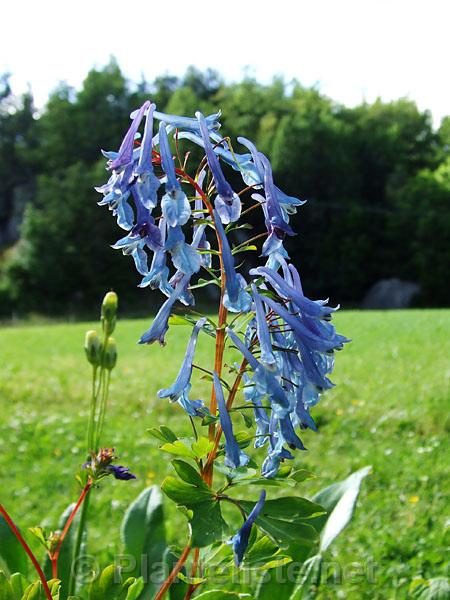 Corydalis elata x flexuosa 'Spinners' - Click for next image